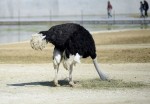 A frugal ostrich named Gilbert Ostrich