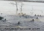 More flood for less rain. Deer Swimming Lake Mary