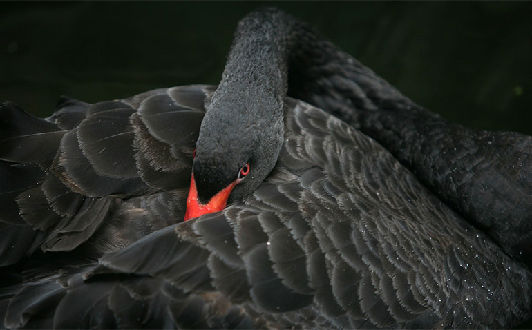 Black Swan - Bureaucrats